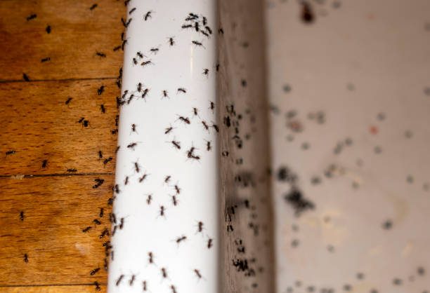 Insect Control in Comstock Northwest, MI