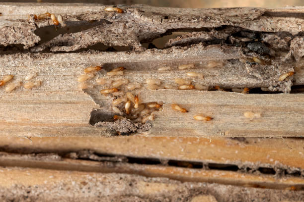 Best Mosquito Control Services  in Comstock Northwest, MI